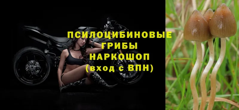 Галлюциногенные грибы Psilocybe  Тобольск 